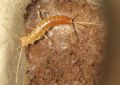 Coletinia&nbsp; 